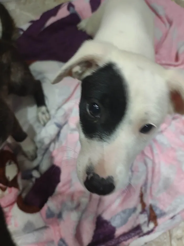 Cachorro ra a SRD-ViraLata idade 2 a 6 meses nome Cristal 