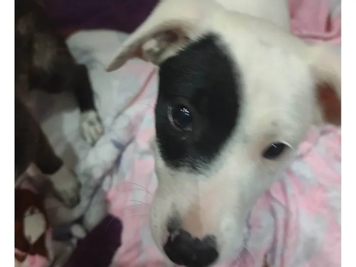 Cachorro ra a SRD-ViraLata idade 2 a 6 meses nome Cristal 