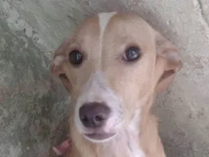 Cachorro raça SRD-ViraLata idade 2 a 6 meses nome Mel 