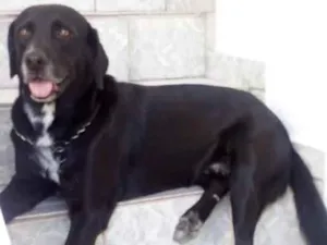 Cachorro raça Labrador  idade 7 a 11 meses nome Pluto