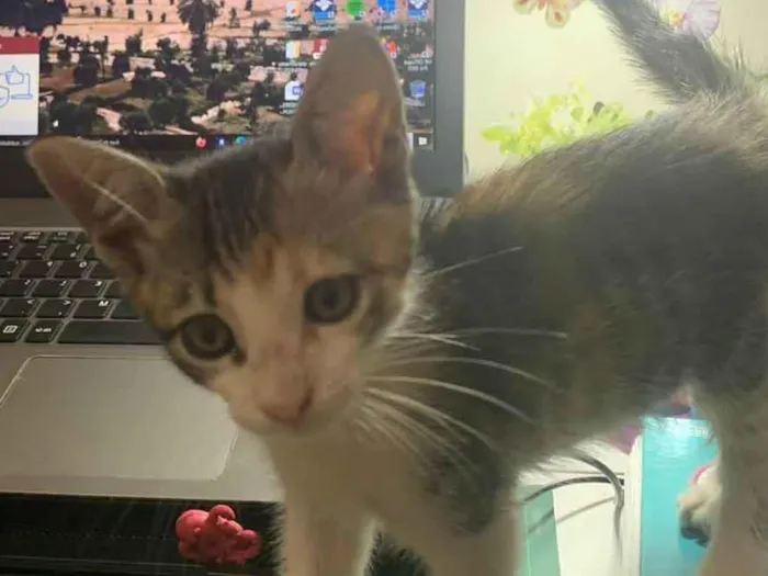 Gato ra a SRD-ViraLata  idade Abaixo de 2 meses nome Marie