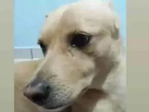 Cachorro raça Sem raça Definida  idade 6 ou mais anos nome Marley