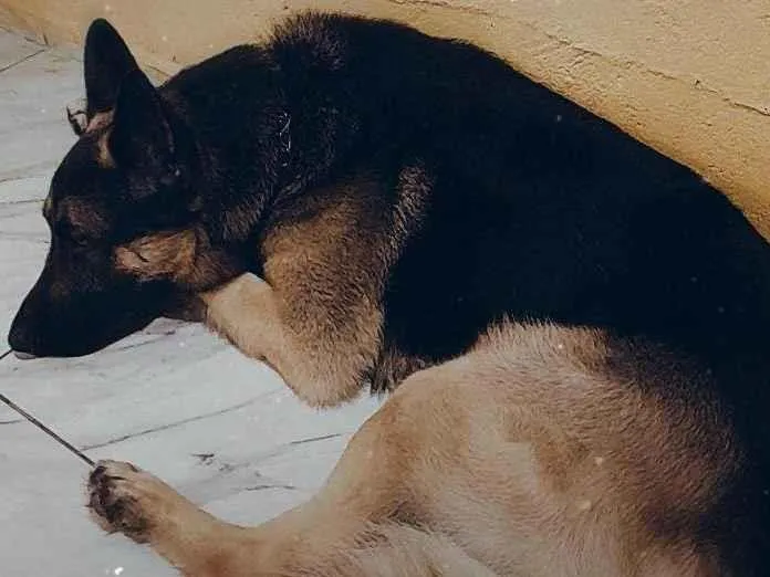 Cachorro ra a Pastor Alemão  idade 3 anos nome Henoc