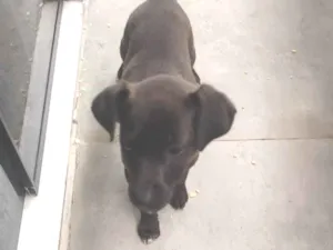 Cachorro raça SRD-ViraLata idade 2 a 6 meses nome Inox 