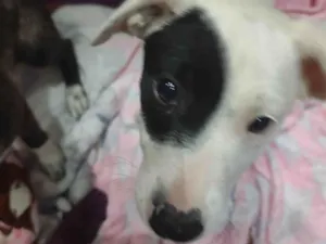 Cachorro raça SRD-ViraLata idade 2 a 6 meses nome Cristal 