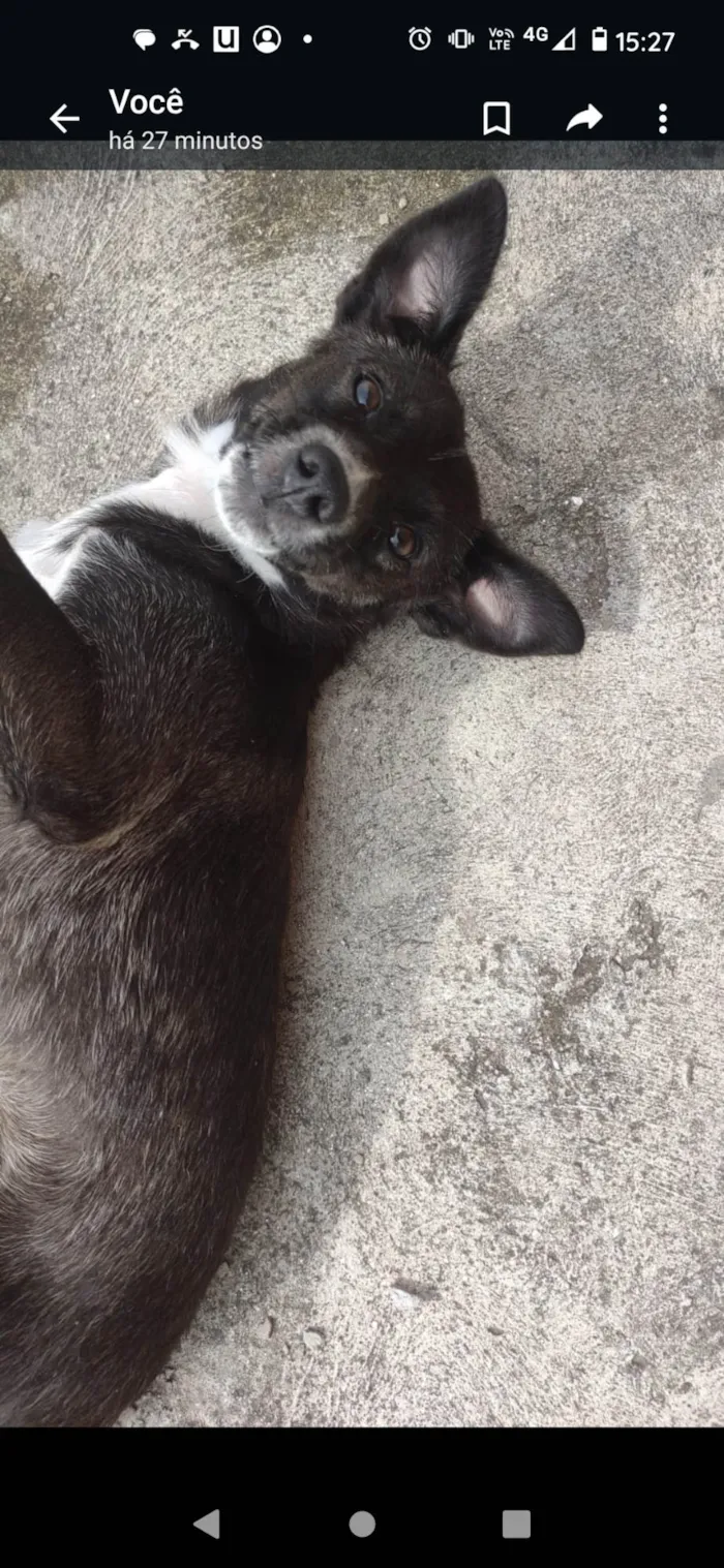 Cachorro ra a SRD-ViraLata idade 1 ano nome Pandora 