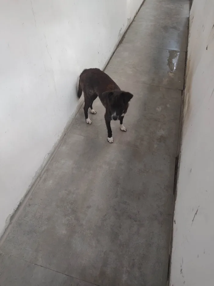 Cachorro ra a SRD-ViraLata idade 1 ano nome Pandora 
