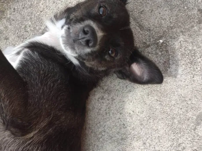 Cachorro ra a SRD-ViraLata idade 1 ano nome Pandora 