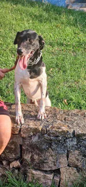 Cachorro raça Sem raça definida  idade Abaixo de 2 meses nome Sem nome 