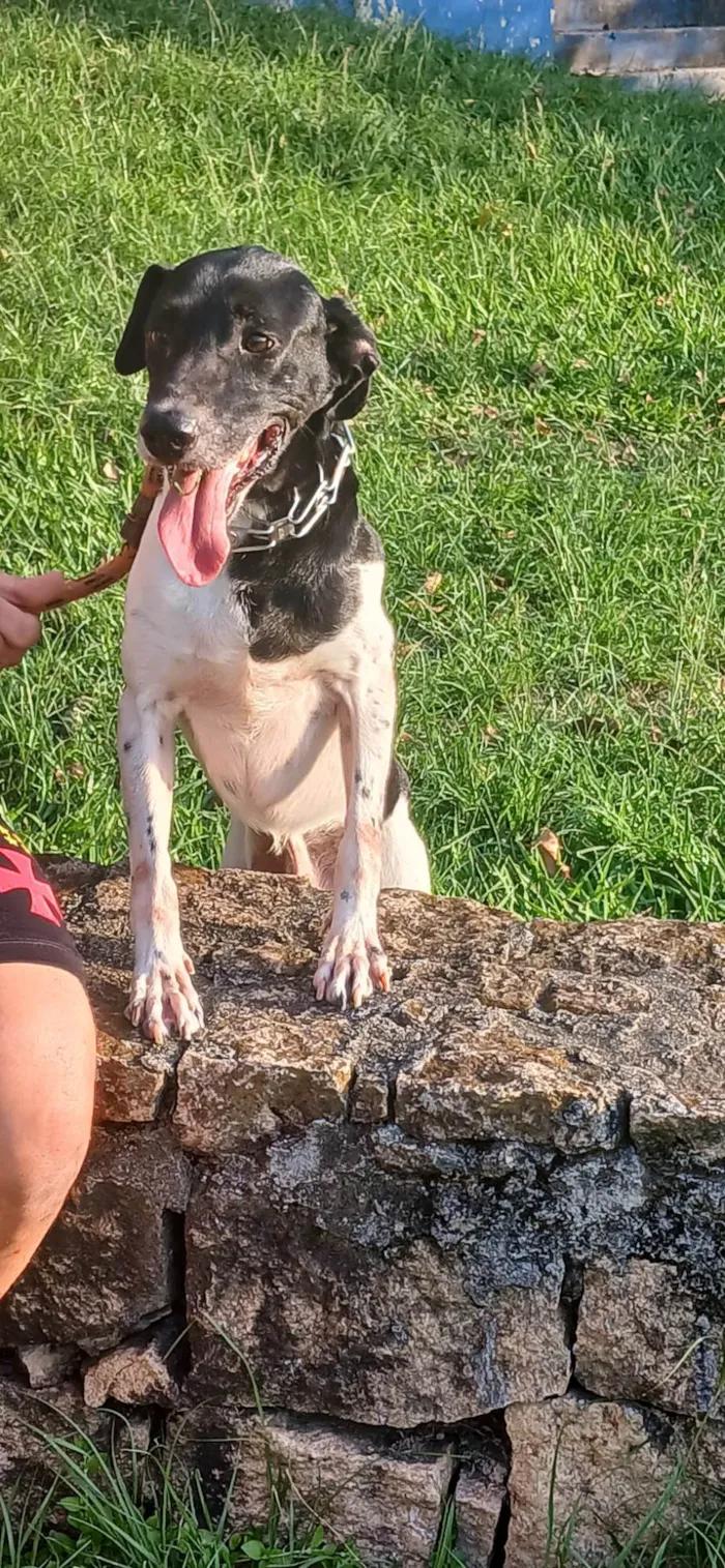 Cachorro ra a Sem raça definida  idade Abaixo de 2 meses nome Sem nome 