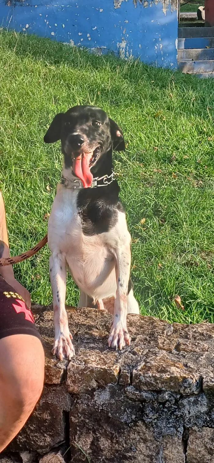 Cachorro ra a Sem raça definida  idade Abaixo de 2 meses nome Sem nome 