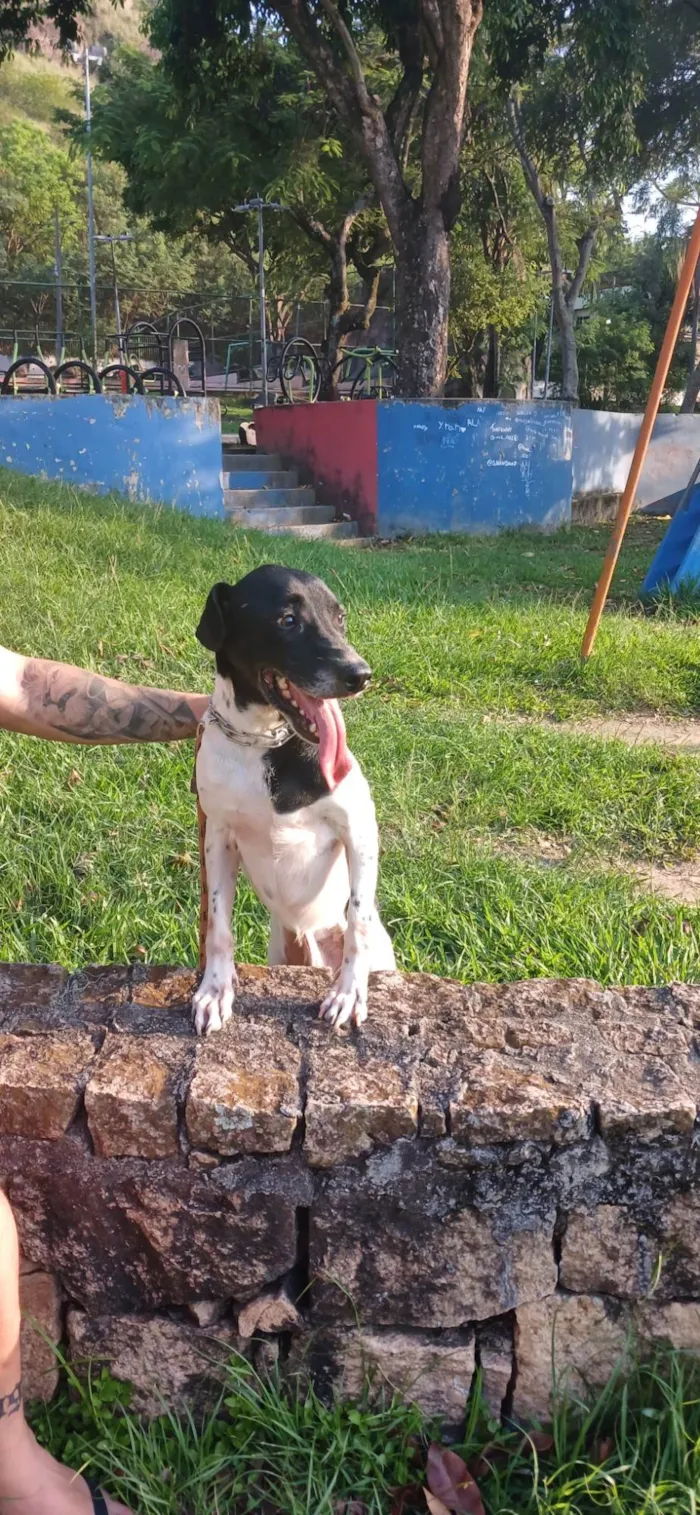 Cachorro ra a Sem raça definida  idade Abaixo de 2 meses nome Sem nome 