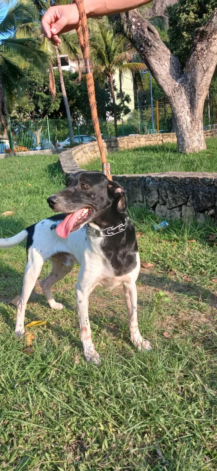 Cachorro ra a Sem raça definida  idade Abaixo de 2 meses nome Sem nome 