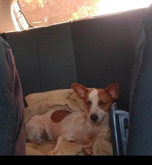 Cachorro ra a Sem raça definida  idade Abaixo de 2 meses nome Sem nome 