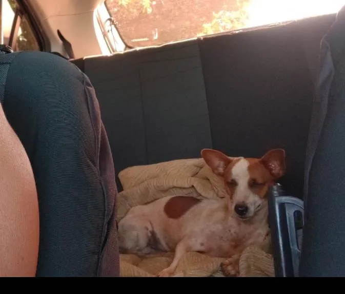 Cachorro ra a Sem raça definida  idade Abaixo de 2 meses nome Sem nome 