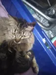 MIWÁ
