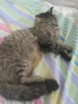 MIWÁ