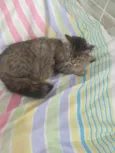 MIWÁ