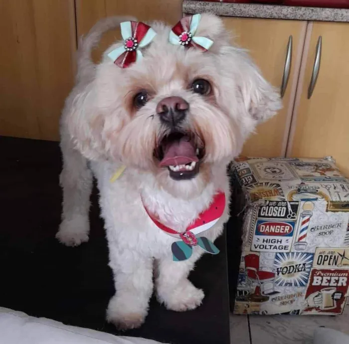 Cachorro ra a Lhasa Apso idade 2 anos nome Moana