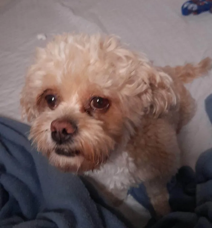 Cachorro ra a Lhasa Apso idade 2 anos nome Moana