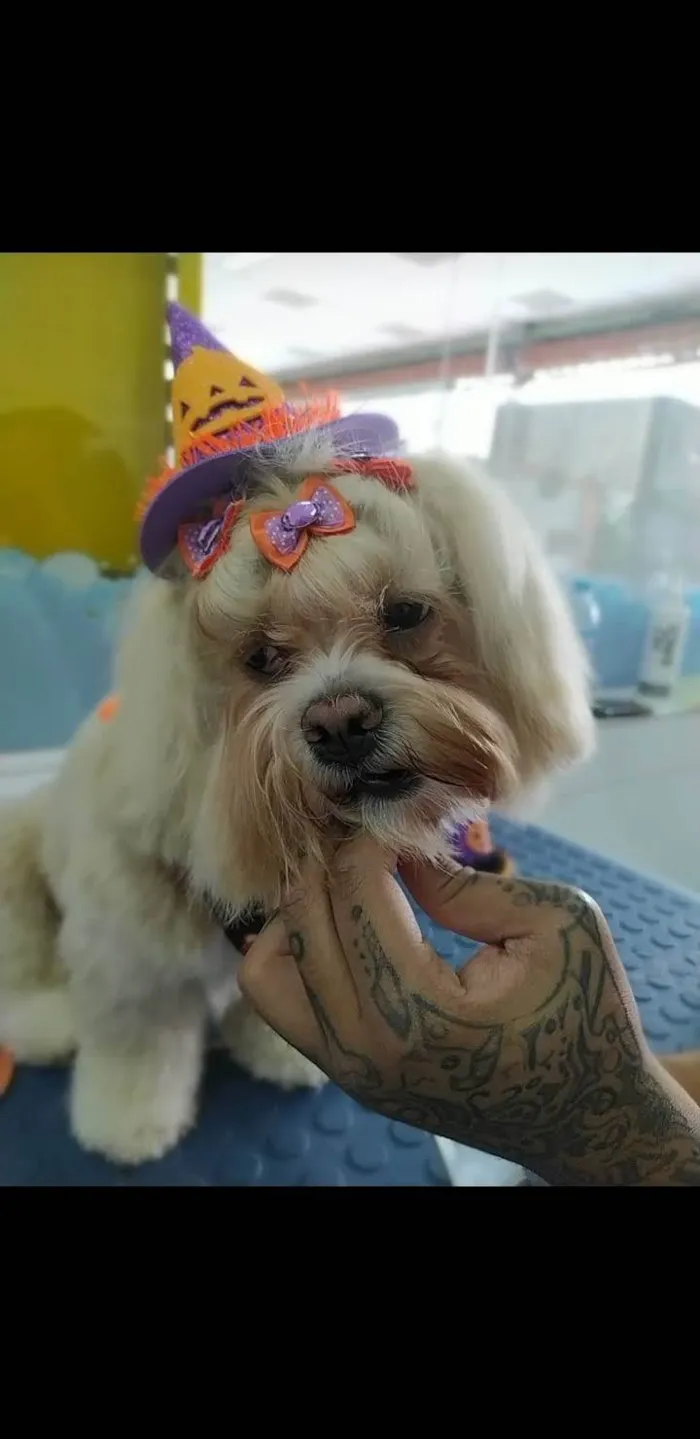 Cachorro ra a Lhasa Apso idade 2 anos nome Moana