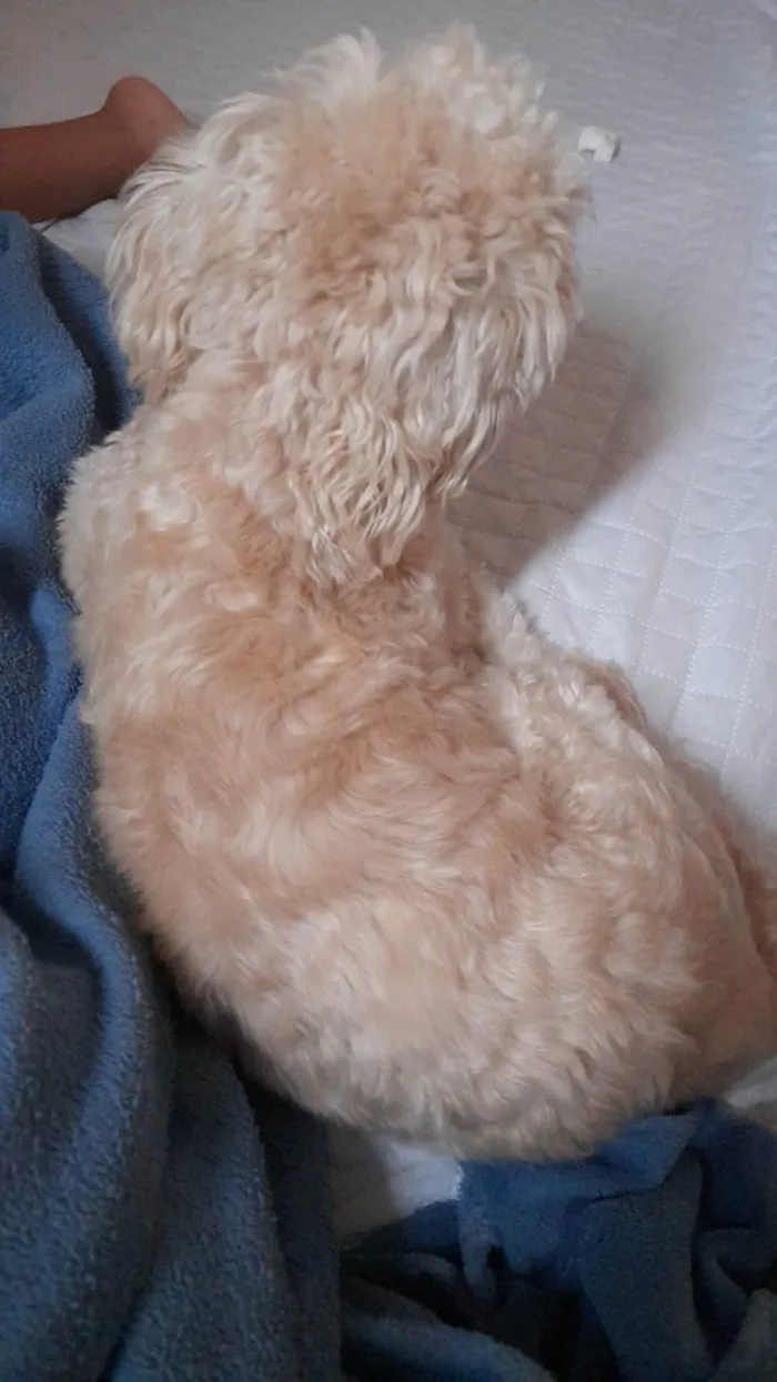 Cachorro ra a Lhasa Apso idade 2 anos nome Moana