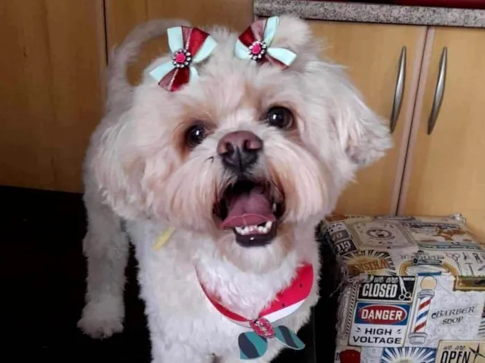 Cachorro ra a Lhasa Apso idade 2 anos nome Moana