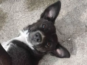 Cachorro raça SRD-ViraLata idade 1 ano nome Pandora 