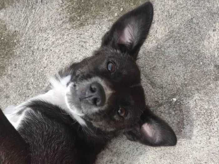 Cachorro ra a SRD-ViraLata idade 1 ano nome Pandora 