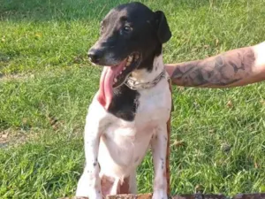 Cachorro raça sem raça definida idade 2 anos nome Cairo Ítalo