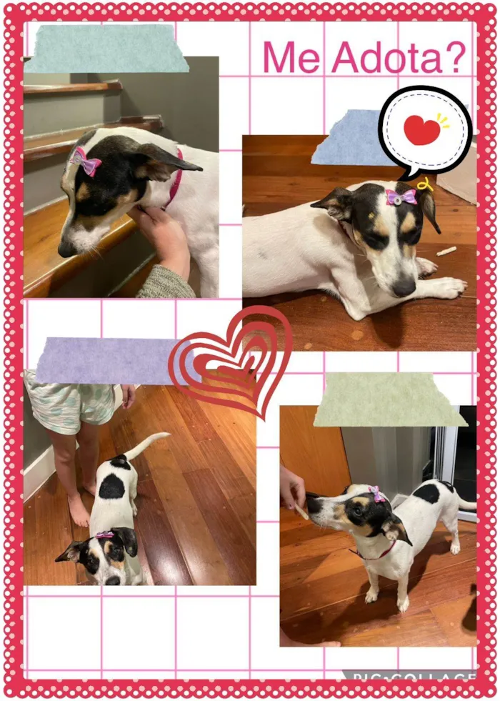 Cachorro ra a SRD-ViraLata idade 1 ano nome Branquinha