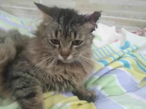 Gato raça SRD-ViraLata idade 1 ano nome MIWÁ