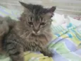 MIWÁ