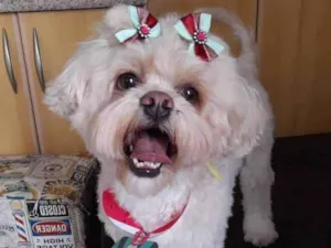 Cachorro raça Lhasa Apso idade 2 anos nome Moana