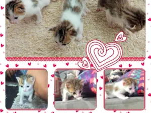 Gato raça SRD-ViraLata idade Abaixo de 2 meses nome Bebezinhos