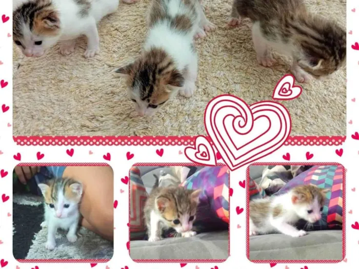 Gato ra a SRD-ViraLata idade Abaixo de 2 meses nome Bebezinhos