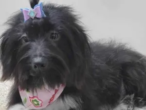 Cachorro raça SRD-ViraLata idade 1 ano nome PANDORA (P)