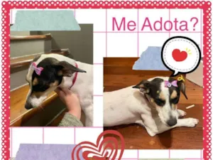 Cachorro raça SRD-ViraLata idade 1 ano nome Branquinha