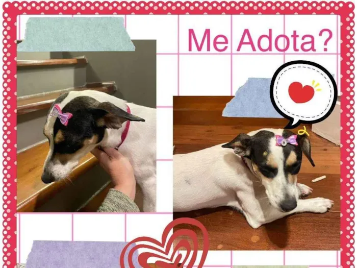 Cachorro ra a SRD-ViraLata idade 1 ano nome Branquinha