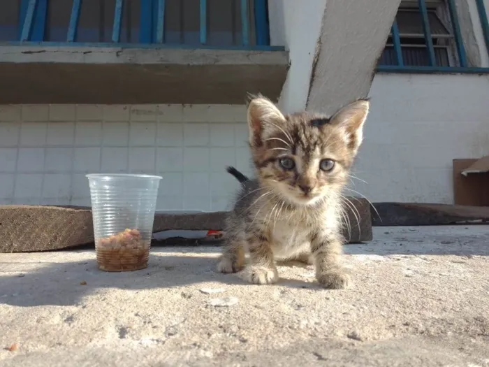 Gato ra a  idade 2 a 6 meses nome sem nome