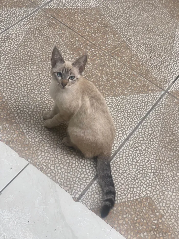 Gato ra a SRD-ViraLata idade 2 a 6 meses nome Frozem