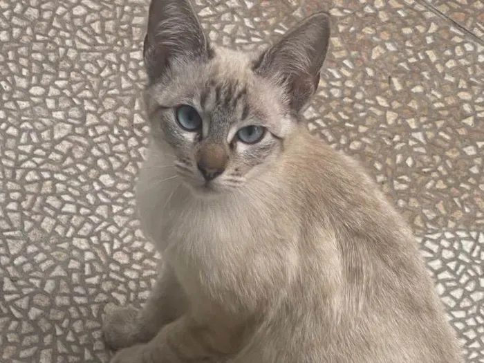 Gato ra a SRD-ViraLata idade 2 a 6 meses nome Frozem