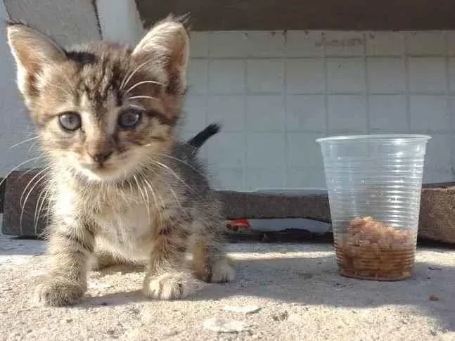 Gato ra a  idade 2 a 6 meses nome sem nome