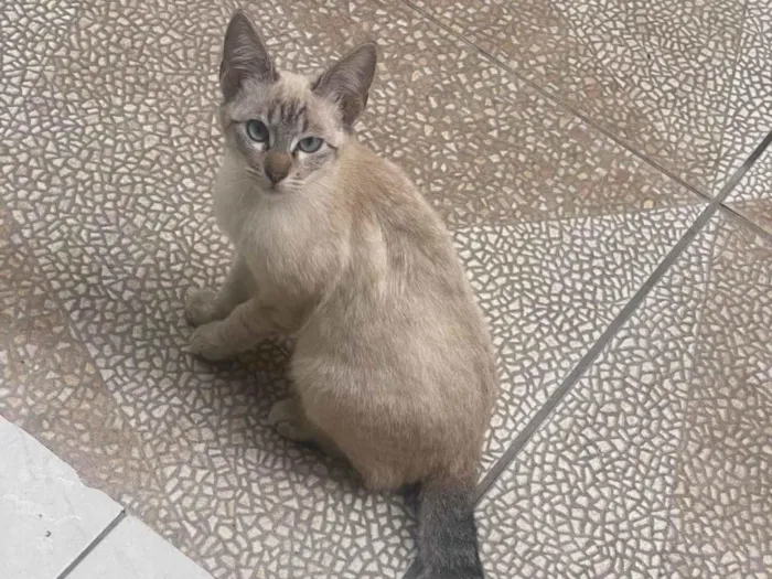 Gato ra a SRD-ViraLata idade 2 a 6 meses nome Frozem