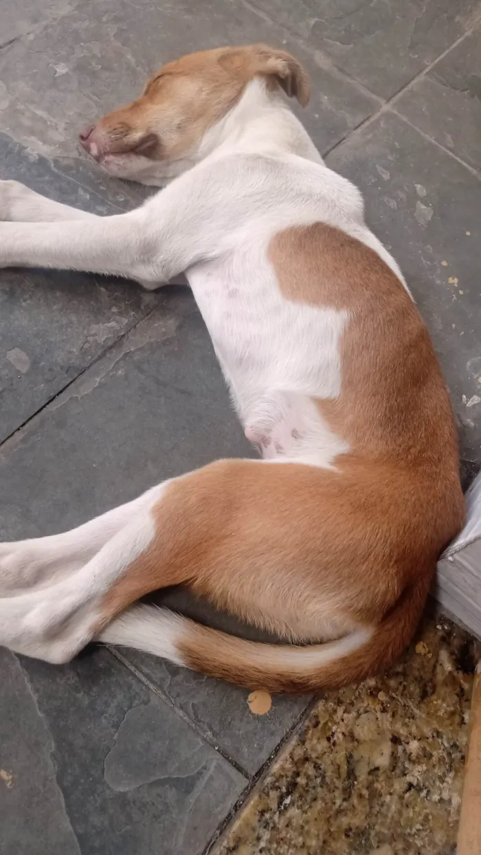 Cachorro ra a SRD-ViraLata idade 1 ano nome Kiara