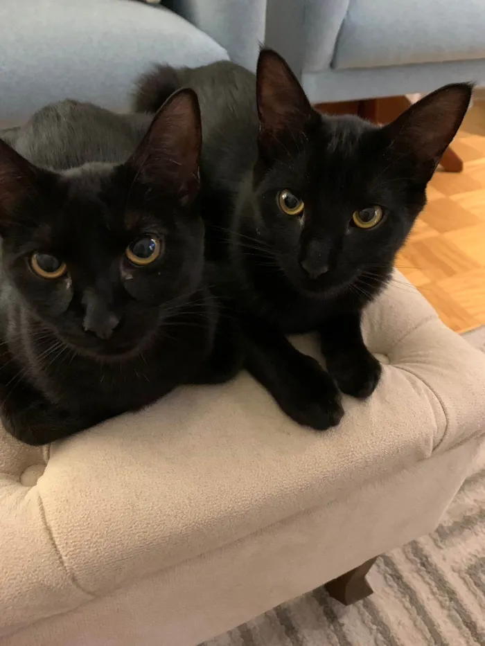 Gato ra a SRD-ViraLata idade 2 anos nome Sabem e Bela
