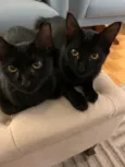 Sabem e Bela