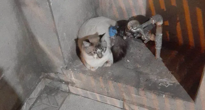Gato ra a SRD-ViraLata idade 7 a 11 meses nome Sem Nome
