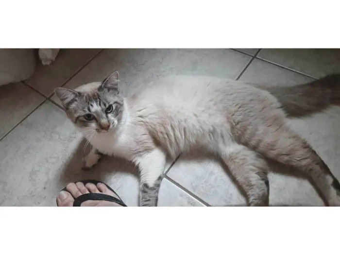 Gato ra a SRD-ViraLata idade 7 a 11 meses nome Sem Nome