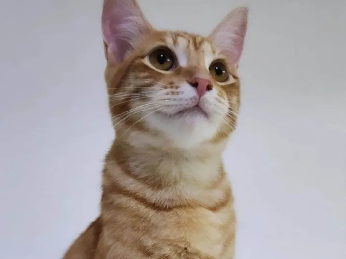 Gato ra a Srd idade 2 a 6 meses nome Max
